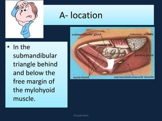 A- location
• In the
submandibular
triangle behind
and below the
free margin of
the mylohyoid
muscle.
DrLaila Amin
 