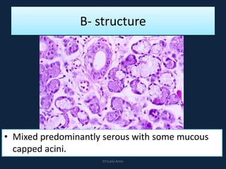 B- structure
• Mixed predominantly serous with some mucous
capped acini.
DrLaila Amin
 