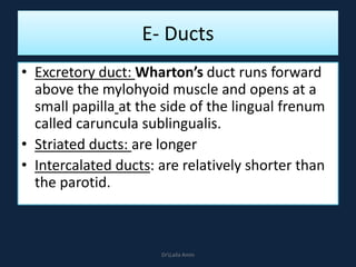 E- Ducts
• Excretory duct: Wharton’s duct runs forward
above the mylohyoid muscle and opens at a
small papilla at the side of the lingual frenum
called caruncula sublingualis.
• Striated ducts: are longer
• Intercalated ducts: are relatively shorter than
the parotid.
DrLaila Amin
 