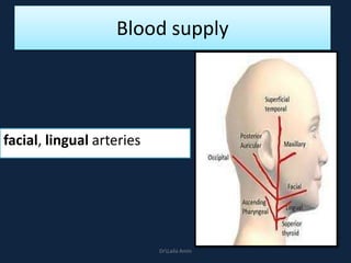 Blood supply
facial, lingual arteries
DrLaila Amin
 