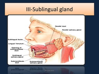 III-Sublingual gland
DrLaila Amin
 