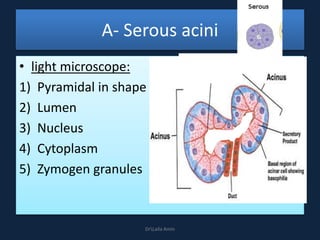 A- Serous acini
• light microscope:
1) Pyramidal in shape
2) Lumen
3) Nucleus
4) Cytoplasm
5) Zymogen granules
DrLaila Amin
 