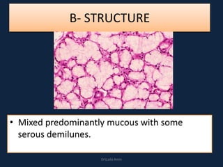 B- STRUCTURE
• Mixed predominantly mucous with some
serous demilunes.
DrLaila Amin
 