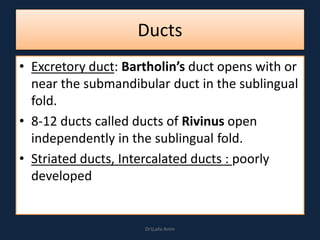 Ducts
• Excretory duct: Bartholin’s duct opens with or
near the submandibular duct in the sublingual
fold.
• 8-12 ducts called ducts of Rivinus open
independently in the sublingual fold.
• Striated ducts, Intercalated ducts : poorly
developed
DrLaila Amin
 