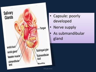 • Capsule: poorly
developed
• Nerve supply
• As submandibular
gland
DrLaila Amin
 