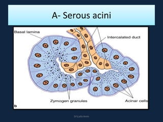 A- Serous acini
DrLaila Amin
 