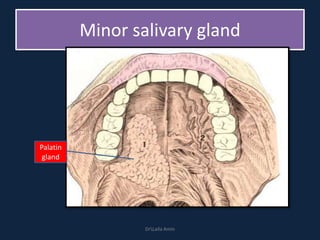 Minor salivary gland
Palatin
gland
DrLaila Amin
 