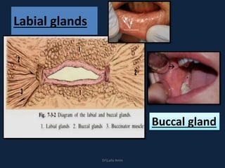 Labial glands
Buccal gland
DrLaila Amin
 