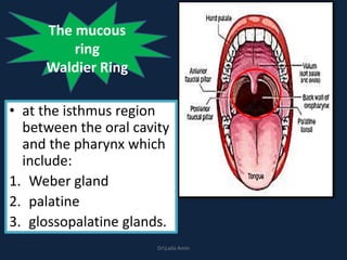 • at the isthmus region
between the oral cavity
and the pharynx which
include:
1. Weber gland
2. palatine
3. glossopalatine glands.
The mucous
ring
Waldier Ring
DrLaila Amin
 