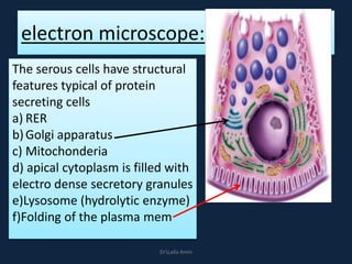 electron microscope:
The serous cells have structural
features typical of protein
secreting cells
a) RER
b)Golgi apparatus
c) Mitochonderia
d) apical cytoplasm is filled with
electro dense secretory granules
e)Lysosome (hydrolytic enzyme)
f)Folding of the plasma mem
DrLaila Amin
 
