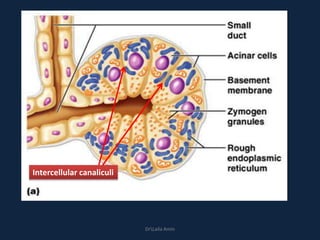 DrLaila Amin
Intercellular canaliculi
 