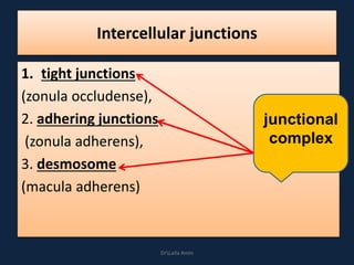 Intercellular junctions
1. tight junctions
(zonula occludense),
2. adhering junctions
(zonula adherens),
3. desmosome
(macula adherens)
junctional
complex
DrLaila Amin
 