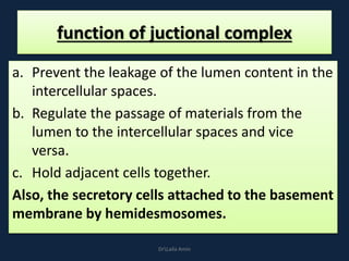 function of juctional complex
a. Prevent the leakage of the lumen content in the
intercellular spaces.
b. Regulate the passage of materials from the
lumen to the intercellular spaces and vice
versa.
c. Hold adjacent cells together.
Also, the secretory cells attached to the basement
membrane by hemidesmosomes.
DrLaila Amin
 