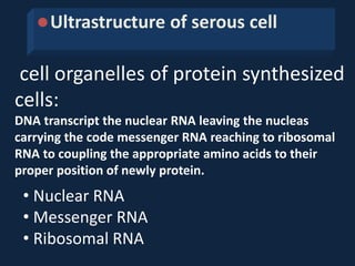 cell organelles of protein synthesized
cells:
DNA transcript the nuclear RNA leaving the nucleas
carrying the code messenger RNA reaching to ribosomal
RNA to coupling the appropriate amino acids to their
proper position of newly protein.
Ultrastructure of serous cell
• Nuclear RNA
• Messenger RNA
• Ribosomal RNA
 