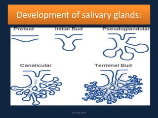 Development of salivary glands:
DrLaila Amin
 