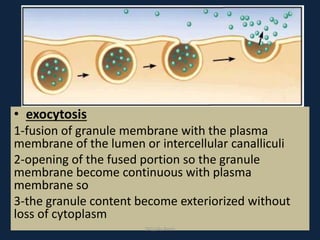 .
• exocytosis
1-fusion of granule membrane with the plasma
membrane of the lumen or intercellular canalliculi
2-opening of the fused portion so the granule
membrane become continuous with plasma
membrane so
3-the granule content become exteriorized without
loss of cytoplasm
DrLaila Amin
 