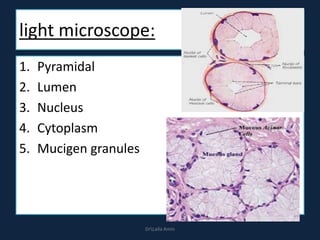 light microscope:
1. Pyramidal
2. Lumen
3. Nucleus
4. Cytoplasm
5. Mucigen granules
DrLaila Amin
 