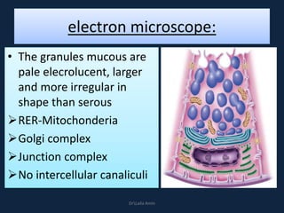 electron microscope:
• The granules mucous are
pale elecrolucent, larger
and more irregular in
shape than serous
RER-Mitochonderia
Golgi complex
Junction complex
No intercellular canaliculi
DrLaila Amin
 