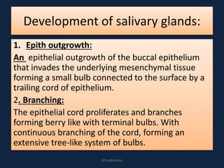 Development of salivary glands:
1. Epith outgrowth:
An epithelial outgrowth of the buccal epithelium
that invades the underlying mesenchymal tissue
forming a small bulb connected to the surface by a
trailing cord of epithelium.
2. Branching:
The epithelial cord proliferates and branches
forming berry like with terminal bulbs. With
continuous branching of the cord, forming an
extensive tree-like system of bulbs.
DrLaila Amin
 