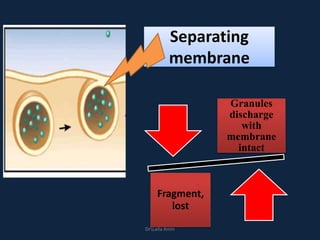 Separating
membrane
Granules
discharge
with
membrane
intact
Fragment,
lost
DrLaila Amin
 