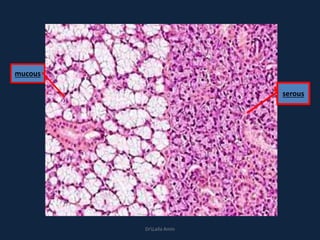 mucous
serous
DrLaila Amin
 