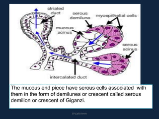 The mucous end piece have serous cells associated with
them in the form of demilunes or crescent called serous
demilion or crescent of Giganzi.
DrLaila Amin
 