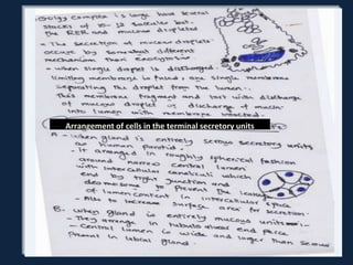 Arrangement of cells in the terminal secretory unitsArrangement of cells in the terminal secretory units
 