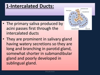 1-Intercalated Ducts:
• The primary saliva produced by the
acini passes first through the
intercalated ducts
• They are prominent in salivary gland
having watery secretions so they are
long and branching in parotid gland,
somewhat shorter in submandibular
gland and poorly developed in
sublingual gland.
DrLaila Amin
 
