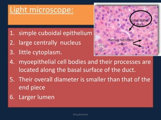 Light microscope:
1. simple cuboidal epithelium
2. large centrally nucleus
3. little cytoplasm.
4. myoepithelial cell bodies and their processes are
located along the basal surface of the duct.
5. Their overall diameter is smaller than that of the
end piece
6. Larger lumen
DrLaila Amin
 