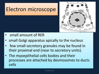 Electron microscope
• small amount of RER
• small Golgi apparatus apically to the nucleus
• few small secretory granules may be found in
their proximal end (near to secretory units).
• The myoepithelial cells bodies and their
processes are attached by desmosomes to ducts
cells
DrLaila Amin
 