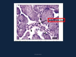 DrLaila Amin
Intercalated duct
 