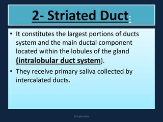 2- Striated Duct:
• It constitutes the largest portions of ducts
system and the main ductal component
located within the lobules of the gland
(intralobular duct system).
• They receive primary saliva collected by
intercalated ducts.
DrLaila Amin
 
