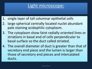 Light microscope:
1. single layer of tall columnar epithelial cells
2. large spherical centrally located nuclei abundant
pale staining acidophilic cytoplasm.
3. The cytoplasm show faint radially oriented lines or
striations in basal end of cells perpendicular to
basal surface so the duct called striated.
4. The overall diameter of duct is greater than that of
secretory end piece and the lumen is larger than
those of secretory end pieces and intercalated
ducts.
DrLaila Amin
 