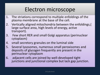 Electron microscope
1. The striations correspond to multiple enfoldings of the
plasma membrane at the base of the cell.
2. Vertically aligned mitochondria between the enfoldings,(
large surface area, high levels of energy, active
transport).
3. Few short RER and small Golgi apparatus (perinuclear
cytoplasm)
4. small secretory granules on the luminal side
5. Several lysosomes, numerous small peroxisomes and
deposits of glycogen frequently are present in the
perinuclear cytoplasm
6. adjacent cells are joined by well-developed tight
junctions and junctional complex but lack gap junction.
DrLaila Amin
 