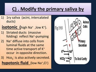 C) . Modify the primary saliva by
1) 1ry saliva (acini, intercalated
ducts)
isotonic {high Na+ ,low K+}.
1) Striated ducts (massive
folding) reflect Na+-pumping
2) Na+ diffuse into cells from
luminal fluids at the same
time active transport of K+
occur in opposite direction.
3) Hco3
- is also actively secreted.
hypotonic fluid {low Na+,Cl-}
DrLaila Amin
 