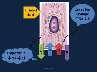 1ry saliva
isotonic
↑Na-↓K
Na
K
H
co
3Hypotonic
↓Na-↓Cl
Striated
duct
cl
DrLaila Amin
 