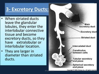 3- Excretory Ducts:
• When striated ducts
leave the glandular
lobules, they enter the
interlobular connective
tissue and become
excretory ducts, so they
have extralobular or
interlobular location.
• They are larger in
diameter than striated
ducts.
DrLaila Amin
 