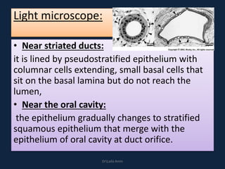 Light microscope:
• Near striated ducts:
it is lined by pseudostratified epithelium with
columnar cells extending, small basal cells that
sit on the basal lamina but do not reach the
lumen,
• Near the oral cavity:
the epithelium gradually changes to stratified
squamous epithelium that merge with the
epithelium of oral cavity at duct orifice.
DrLaila Amin
 