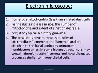 Electron microscope:
1. Numerous mitochondria (less than striated duct cells
2. as the ducts increase in size, the number of
mitochondria and extent of striation decrease.
3. few, if any apical secretory granules.
4. The basal cells have numerous bundles of
intermediate filaments (tonofilaments) and are
attached to the basal lamina by promonent
hemidesmosomes. In some instances basal cells may
contain abundant actin filaments and have elongated
processes similar to myoepithelial cells.
DrLaila Amin
 