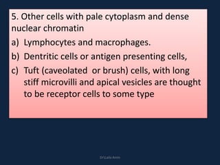 5. Other cells with pale cytoplasm and dense
nuclear chromatin
a) Lymphocytes and macrophages.
b) Dentritic cells or antigen presenting cells,
c) Tuft (caveolated or brush) cells, with long
stiff microvilli and apical vesicles are thought
to be receptor cells to some type
DrLaila Amin
 
