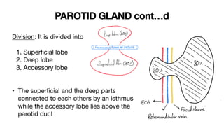 Salivary glands | PDF