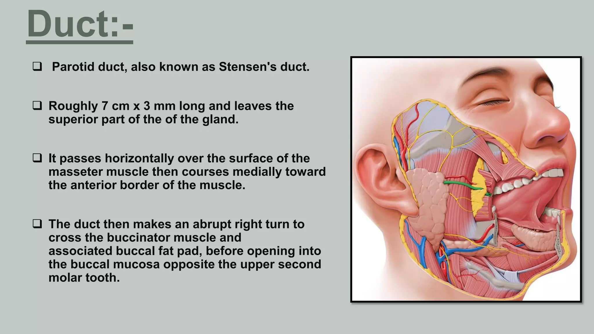 Salivary gland.pptx