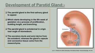 Development of Parotid Gland:-
 The parotid gland is the first salivary gland
to appear.
 Which starts developing in the 6th week of
gestation via a process of proliferation,
budding length, and branching.
 The parotid gland is ectodermal in origin
near angle of stomedeum.
 The excretory ducts and acini derive from
the ectoderm, whereas the gland's capsule
and connective tissue come from the
mesenchyme.
Lau, C., & McGurk, M. (2019). Embryology of the Salivary Glands. Clinical Embryology, 165–168.
 