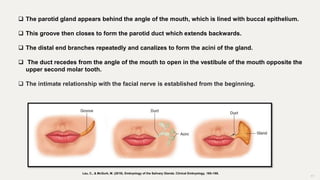 11
 The parotid gland appears behind the angle of the mouth, which is lined with buccal epithelium.
 This groove then closes to form the parotid duct which extends backwards.
 The distal end branches repeatedly and canalizes to form the acini of the gland.
 The duct recedes from the angle of the mouth to open in the vestibule of the mouth opposite the
upper second molar tooth.
 The intimate relationship with the facial nerve is established from the beginning.
Lau, C., & McGurk, M. (2019). Embryology of the Salivary Glands. Clinical Embryology, 165–168.
 