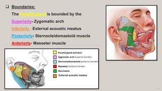 13
 Boundaries:
The Parotid gland is bounded by the
Superiorly- Zygomatic arch
Inferiorly - External acoustic meatus
Posteriorly- Sternocleidomastoid muscle
Anteriorly- Masseter muscle
External acoustic meatus
 