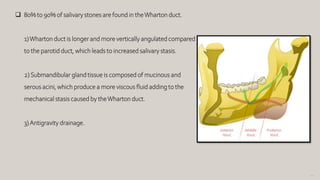 141
 80% to 90% of salivary stones are found in theWharton duct.
1)Wharton duct is longer and more vertically angulated compared
to the parotid duct, which leads to increased salivary stasis.
2) Submandibular gland tissue is composed of mucinous and
serous acini, which produce a more viscous fluid adding to the
mechanical stasis caused by theWharton duct.
3)Antigravity drainage.
 