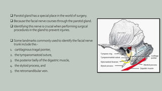  Parotid gland has a special place in the world of surgery.
 Because the facial nerve courses through the parotid gland.
 Identifying this nerve is crucial when performing surgical
procedures in the gland to prevent injuries.
 Some landmarks commonly used to identify the facial nerve
trunk include the:-
1. cartilaginous tragal pointer,
2. the tympanomastoid suture,
3. the posterior belly of the digastric muscle,
4. the styloid process, and
5. the retromandibular vein.
 