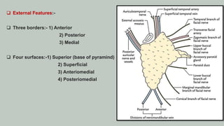  External Features:-
 Three borders:- 1) Anterior
2) Posterior
3) Medial
 Four surfaces:-1) Superior (base of pyramind)
2) Superficial
3) Anteriomedial
4) Posteriomedial
 