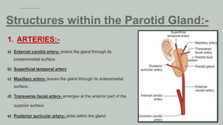 1. ARTERIES:-
a) External carotid artery- enters the gland through its
posteromedial surface.
b) Superficial temporal artery
c) Maxillary artery- leaves the gland through its anteromedial
surface.
d) Transverse facial artery- emerges at the anterior part of the
superior surface.
e) Posterior auricular artery- arise within the gland
Structures within the Parotid Gland:-
 