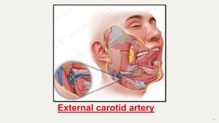 18
External carotid artery
 